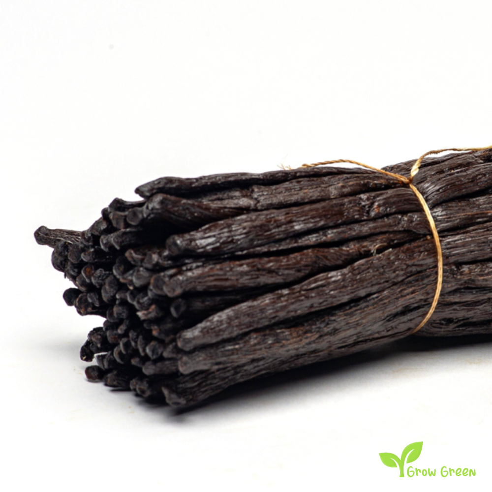 100 seeds of Vanilla Orchid of Madagascar - VANILLA PLANIFOLIA + Gift 5 seeds of Sunflower