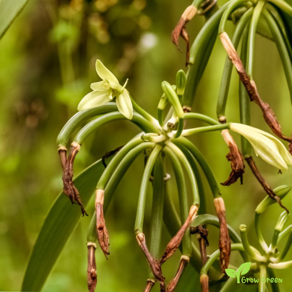 100 seeds of Vanilla Orchid of Madagascar - VANILLA PLANIFOLIA + Gift 5 seeds of Sunflower
