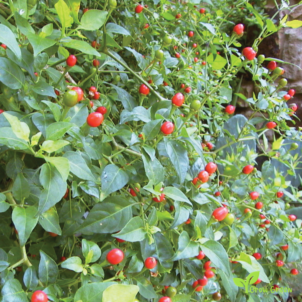 10 seeds of Pequin Chilli Pepper - CAPSICUM ANNUUM - Piquin + Gift 5 seeds of Sunflower