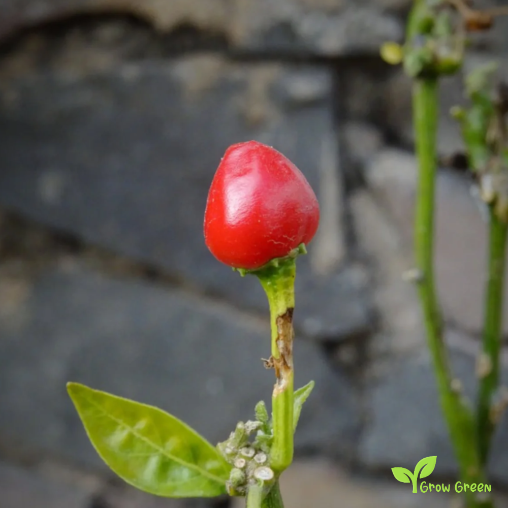 10 seeds of Pequin Chilli Pepper - CAPSICUM ANNUUM - Piquin + Gift 5 seeds of Sunflower