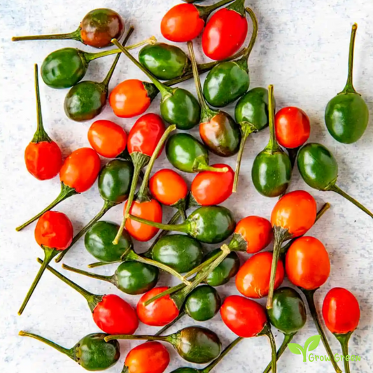 10 seeds of Thai Dragon Green Chilli Pepper - CAPSICUM ANNUUM + Gift 5 seeds of Sunflower