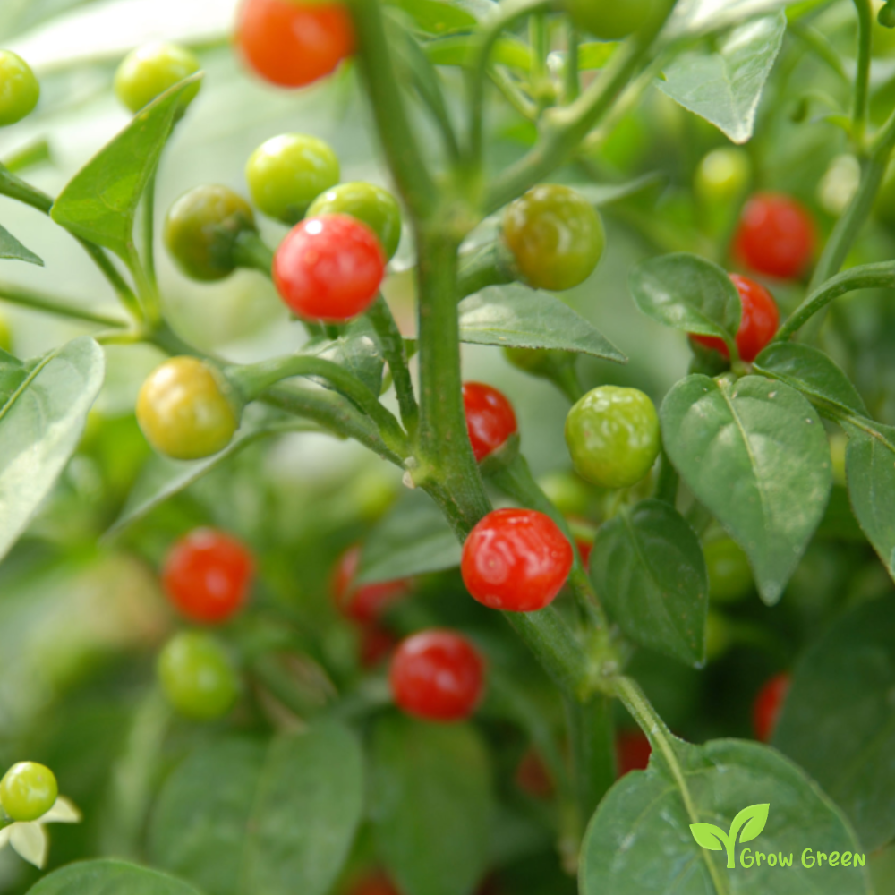 10 seeds of Thai Dragon Green Chilli Pepper - CAPSICUM ANNUUM + Gift 5 seeds of Sunflower