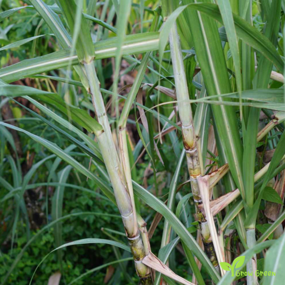 1 Sugarcane piece 2 Knot - SACCHARUM OFFICINARUM + Gift 5 seeds of Sunflower