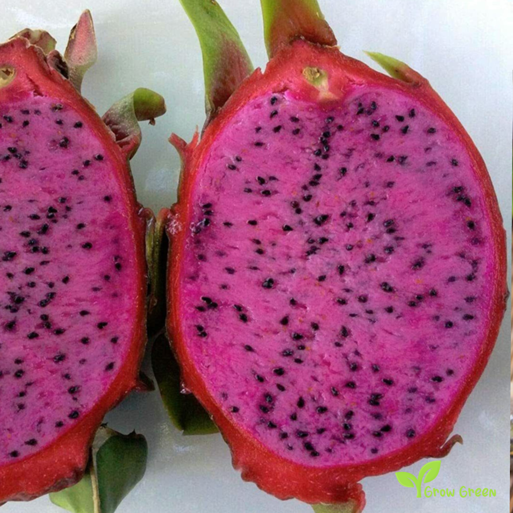10 seeds of  Dragon Fruit - HYLOCEREUS UNDATUS - Purple Fleshed Pitahaya + Gift 5 seeds of Sunflower