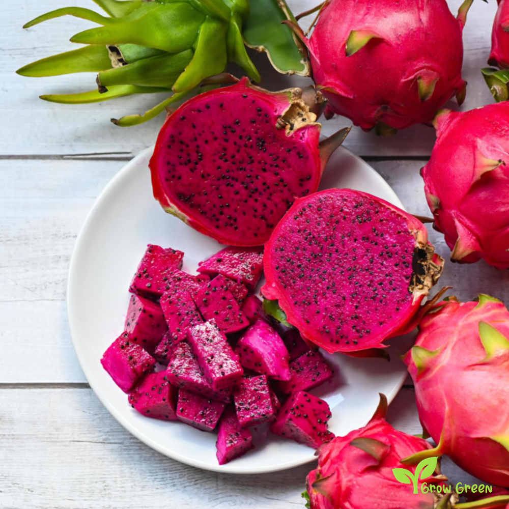 10 seeds of  Dragon Fruit - HYLOCEREUS UNDATUS - Purple Fleshed Pitahaya + Gift 5 seeds of Sunflower
