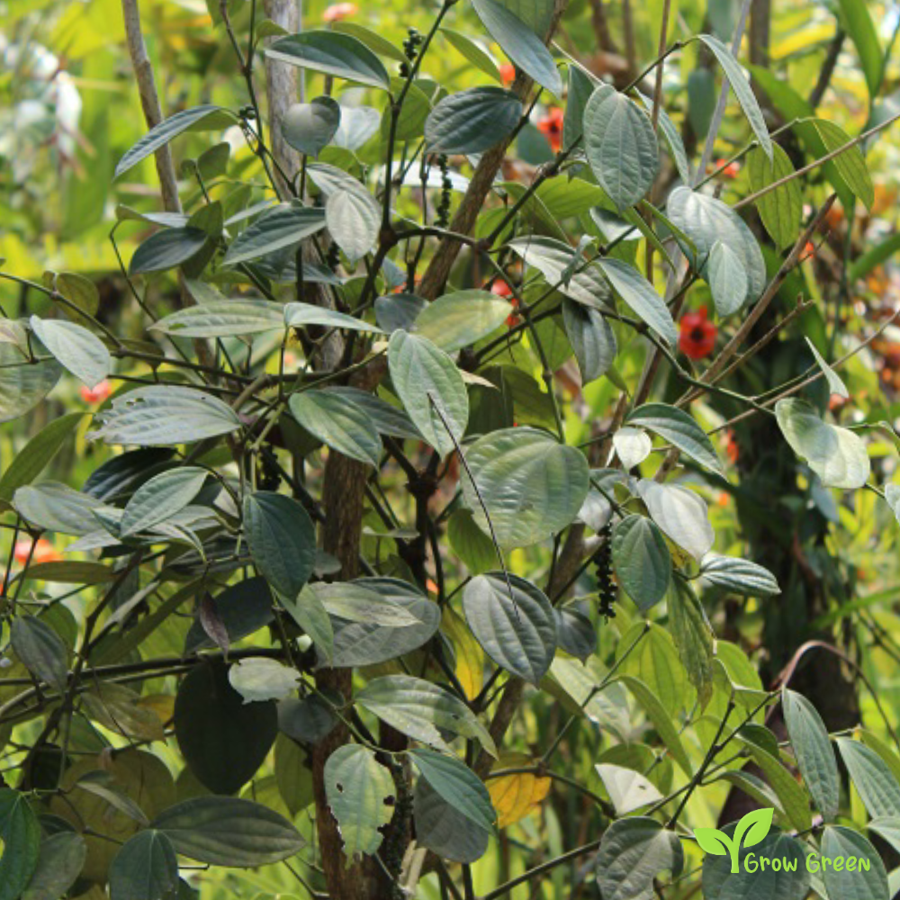 10 seeds of Voatsiperifery Pepper - PIPER BORBONENSE + Gift 5 seeds of Sunflower