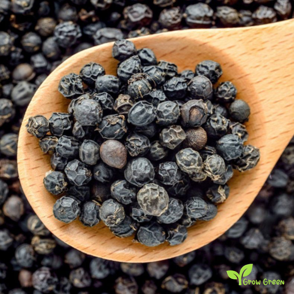 10 seeds of Vietnamense Pepper - PIPER NIGRUM + Gift 5 seeds of Sunflower