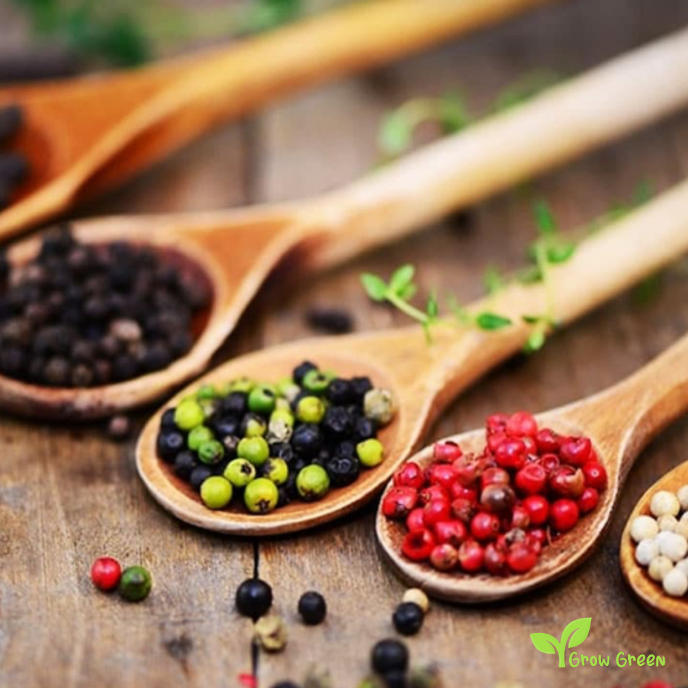 10 seeds of Sarawak Pepper - PIPER NIGRUM + Gift 5 seeds of Sunflower