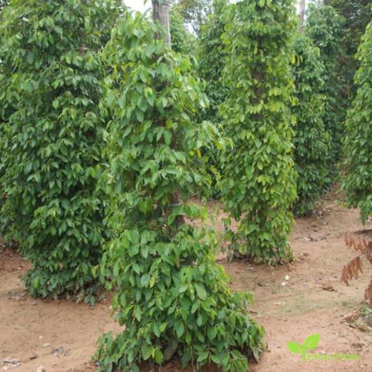 10 seeds of Kampot Pepper - PIPER NIGRUM + Gift 5 seeds of Sunflower