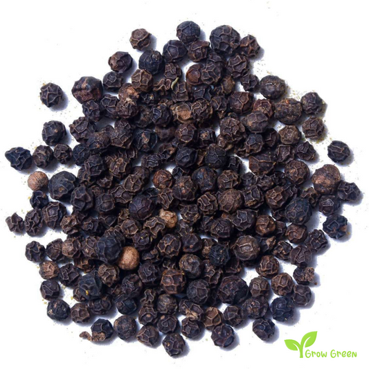 10 seeds of Sarawak Pepper - PIPER NIGRUM + Gift 5 seeds of Sunflower