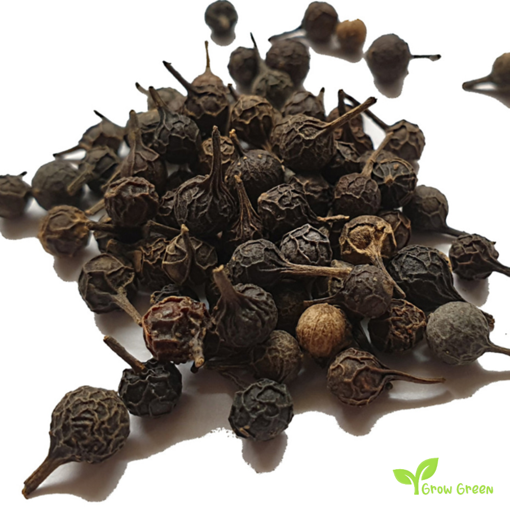 10 seeds of Piper Cubeb Pepper - PIPER CUBEBA - Tiled Pepper + Gift 5 seeds of Sunflower