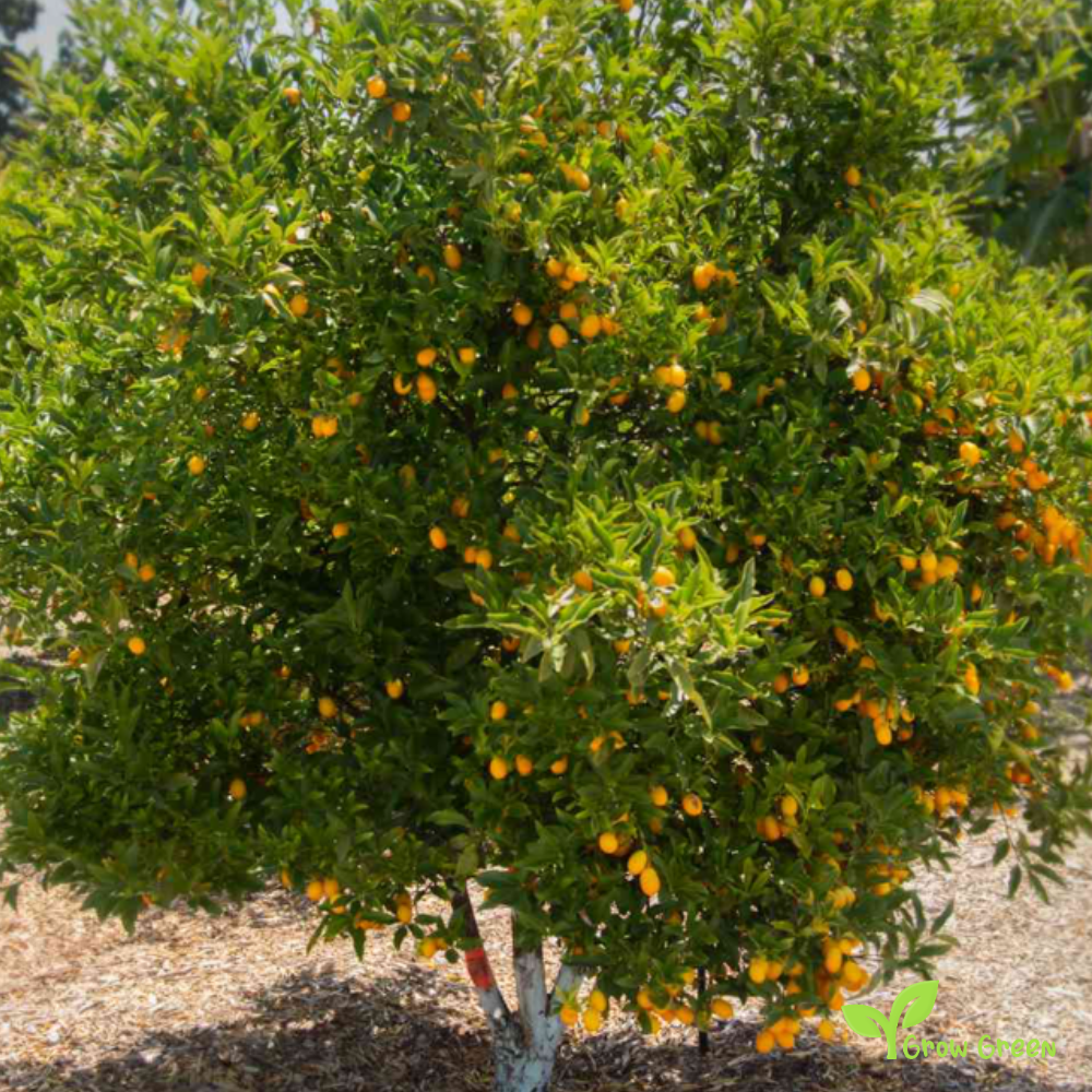 2 seeds of Kumquat - CITRUS JAPONICA + Gift 5 seeds of Sunflower