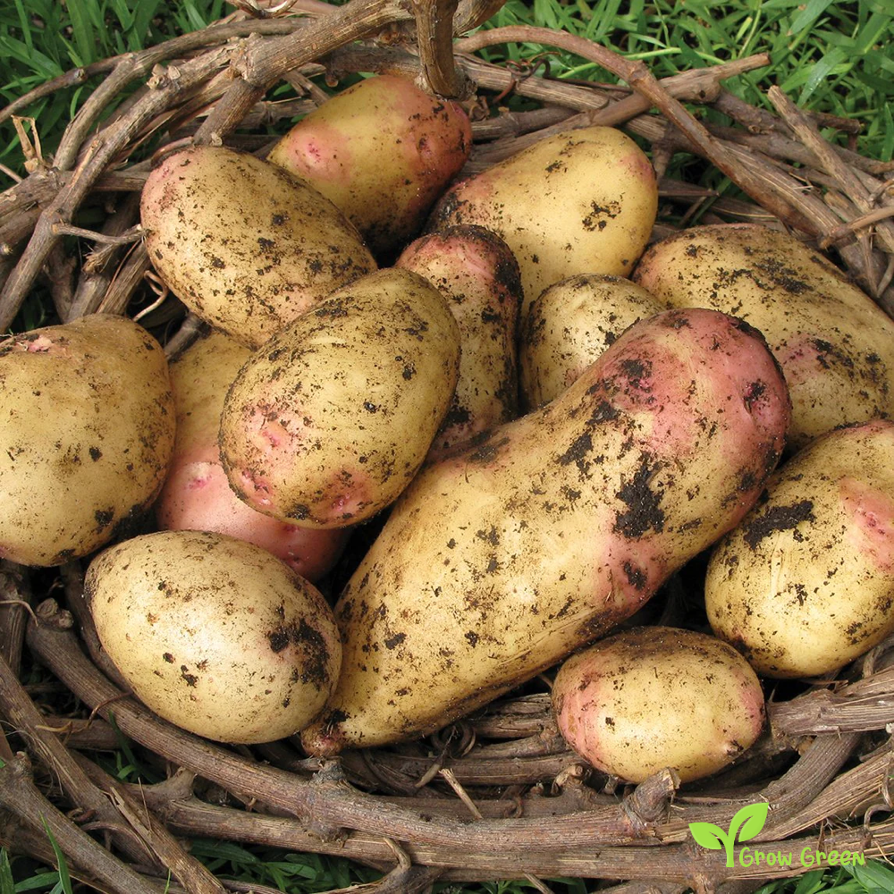 2 roots of King Edward Potato - SOLANUM TUBEROSUM + Gift 5 seeds of Sunflower