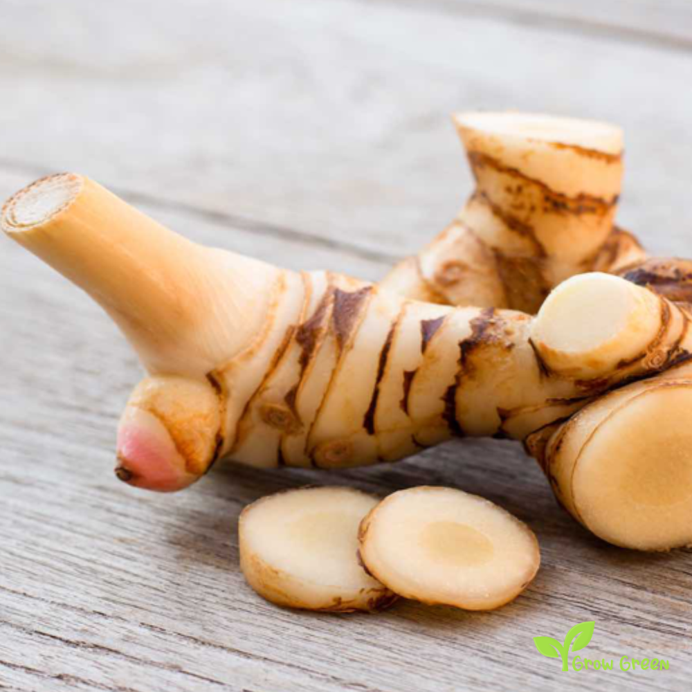 1 rhizome of Galangal - ALPINIA GALANGA + Gift 5 seeds of Sunflower
