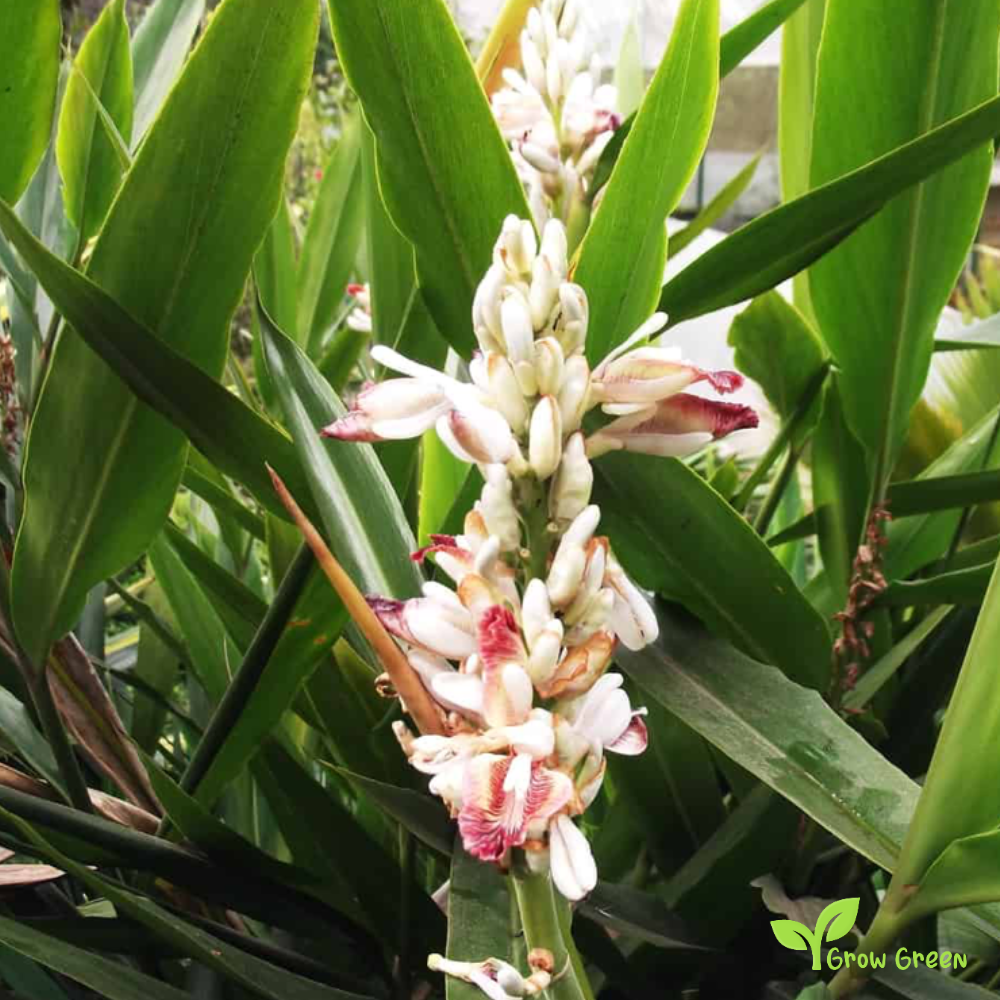 1 rhizome of Galangal - ALPINIA GALANGA + Gift 5 seeds of Sunflower