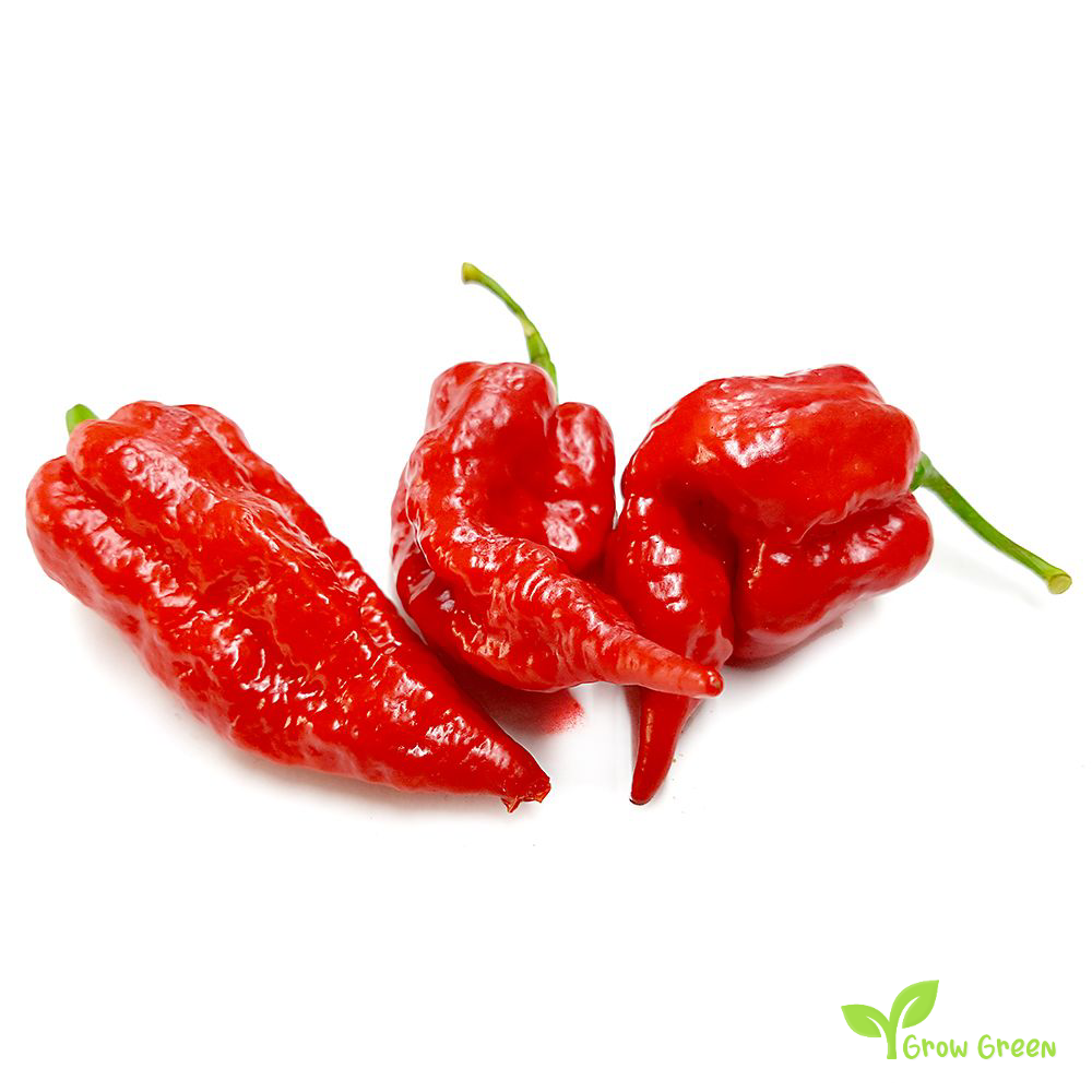 10 seeds of Naga Viper Chilli - CAPSICUM CHINENSE - Pepper + Gift 5 seeds of Sunflower