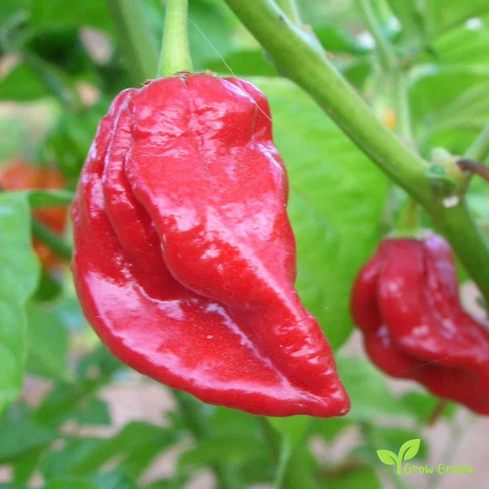 10 seeds of Naga Viper Chilli - CAPSICUM CHINENSE - Pepper + Gift 5 seeds of Sunflower