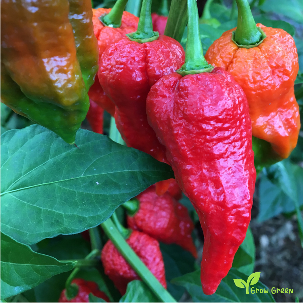 10 seeds of Naga Viper Chilli - CAPSICUM CHINENSE - Pepper + Gift 5 seeds of Sunflower