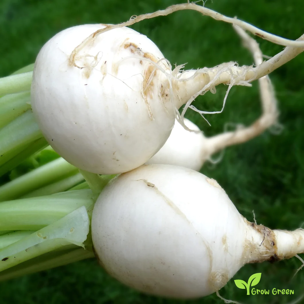 50 seeds of Turnip White - BRASSICA RAPA + Gift 5 seeds of Sunflower