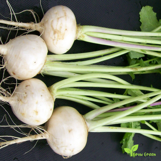 50 seeds of Turnip White - BRASSICA RAPA + Gift 5 seeds of Sunflower