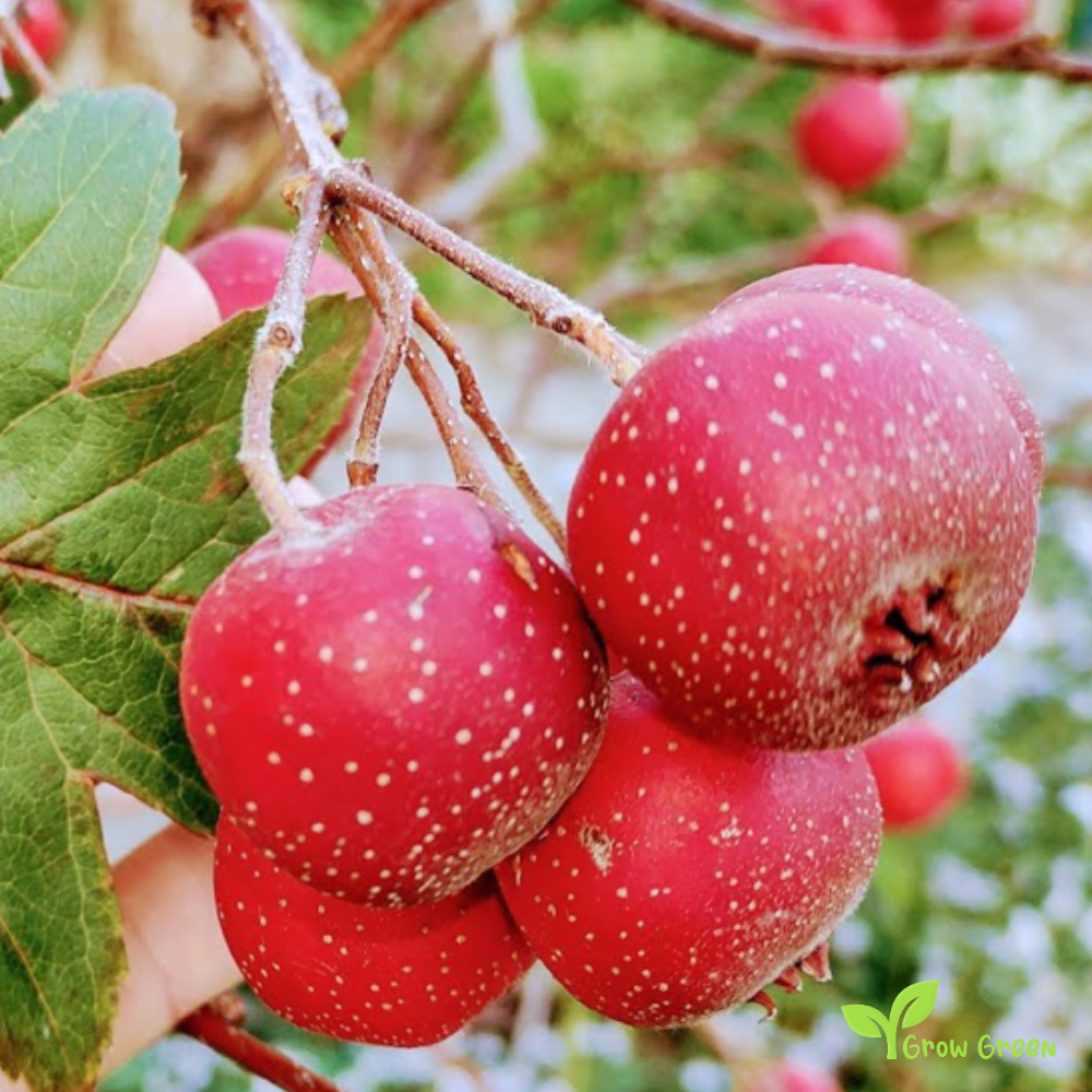 3 seeds of Chinese Mountain Hawthorn - CRATAEGUS PINNATIFIDA + Gift 5 seeds of Sunflower