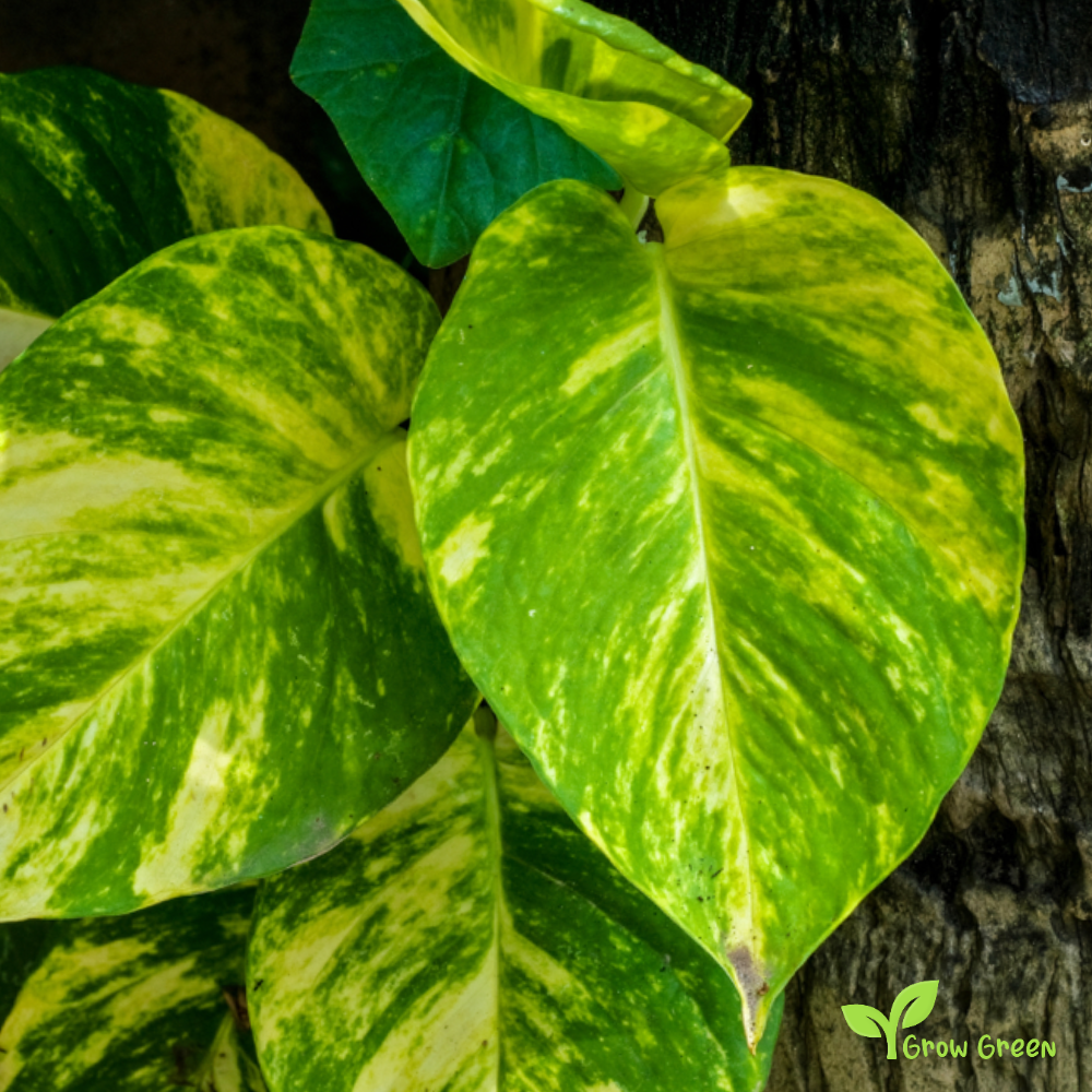 1 Unrooted cutting node of Pothos Golden Plant - EPIPREMNUM AUREUM + Gift 5 seeds of Sunflower