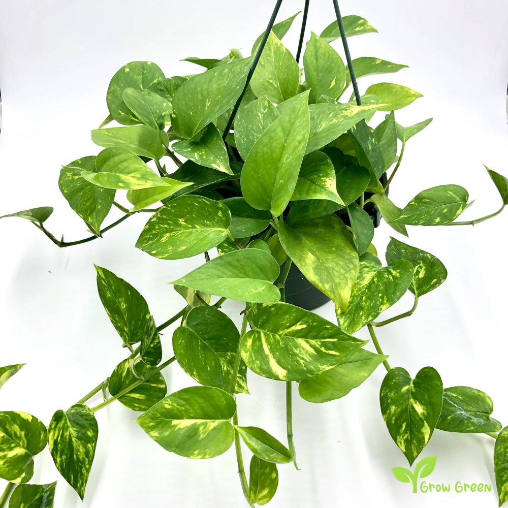 1 Unrooted cutting node of Pothos Golden Plant - EPIPREMNUM AUREUM + Gift 5 seeds of Sunflower