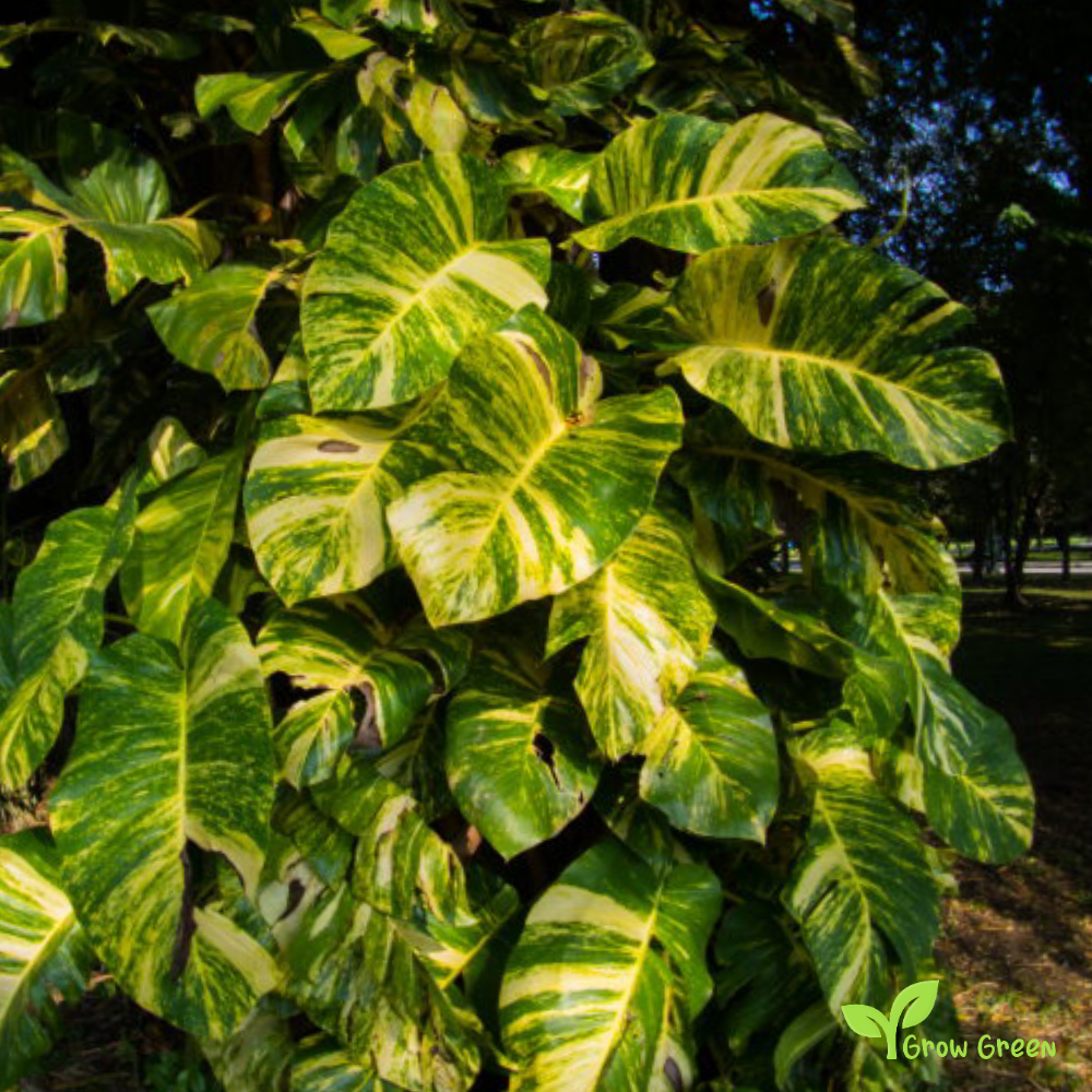 1 Unrooted cutting node of Pothos Golden Plant - EPIPREMNUM AUREUM + Gift 5 seeds of Sunflower