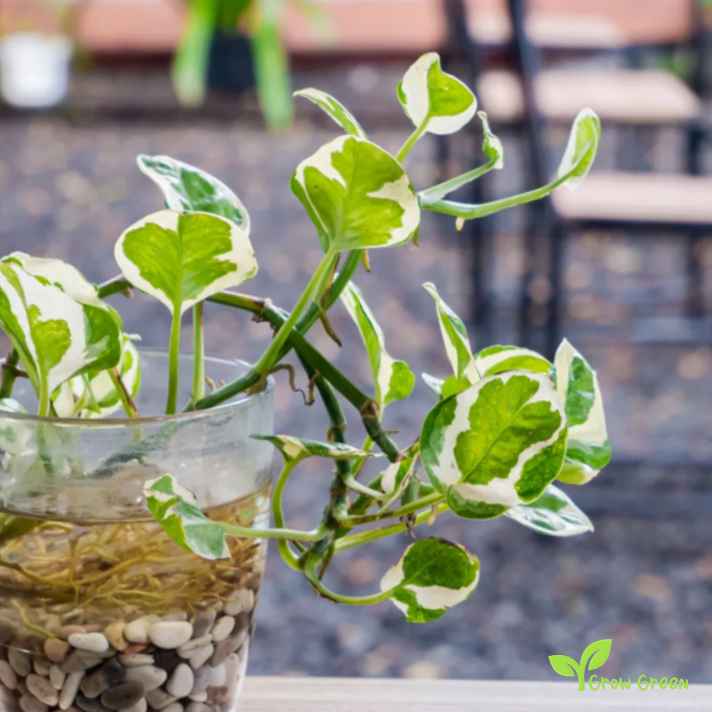 1 Rooted cutting node of Pothos Njoy Plant- EPIPREMNUM AUREUM + Gift 5 seeds of Sunflower