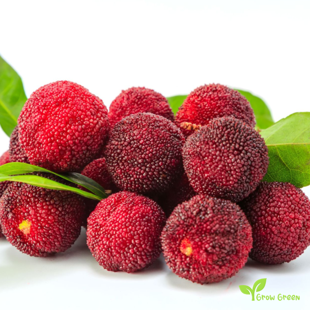 3 seeds of Waxberry - MYRICA RUBRA - Chinese Strawberry - Bayberry + Gift 5 seeds of Sunflower