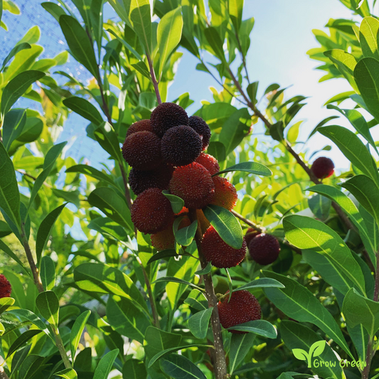3 seeds of Waxberry - MYRICA RUBRA - Chinese Strawberry - Bayberry + Gift 5 seeds of Sunflower