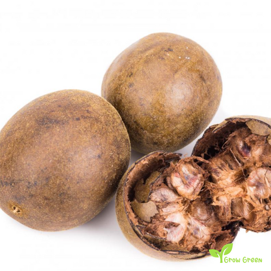 2 seeds of Monk fruit - SIRAITIA GROSVENORII - Luohan Guo + Gift 5 seeds of Sunflower