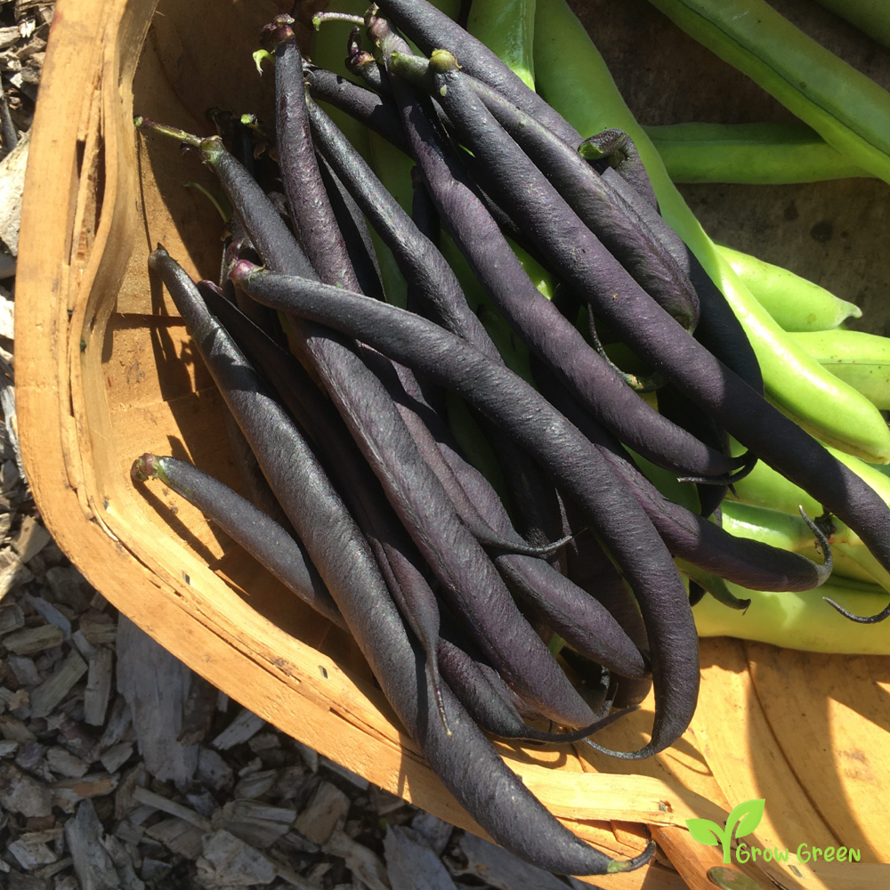 5 seeds of Dwarf French Purple Bean - PHASEOLUS VULGARIS + Gift 5 seeds of Sunflower