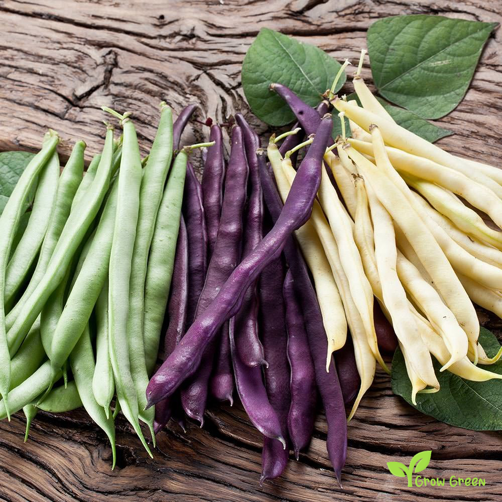 5 seeds of Dwarf French Purple Bean - PHASEOLUS VULGARIS + Gift 5 seeds of Sunflower