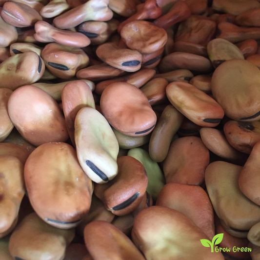 20 seeds of Broad Bean - VICIA FABA - Fava Bean + Gift 5 seeds of Sunflower