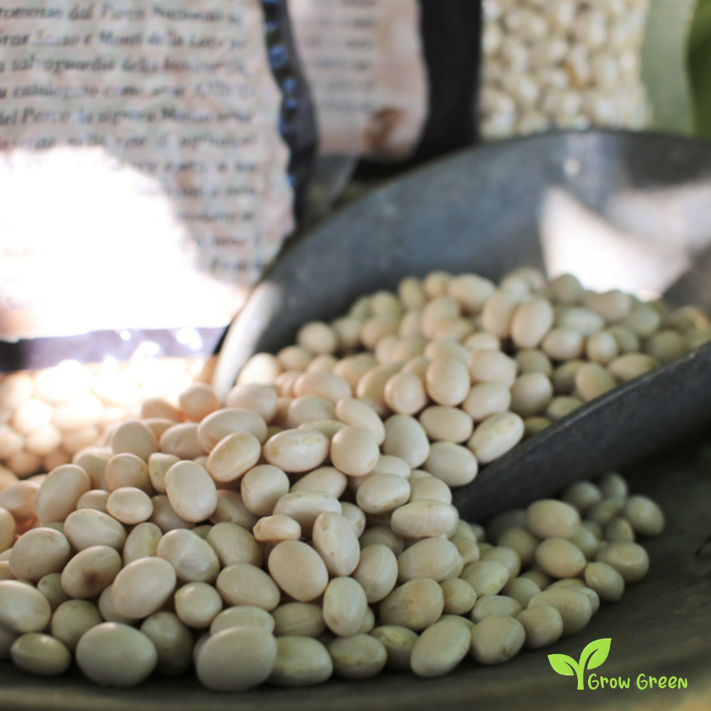 30 seeds of Purgatorio Beans - PHASEOLUS VULGARIS - Fagioli + Gift 5 seeds of Sunflower