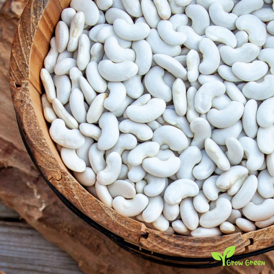 20 seeds of Mongeta del Ganxet Beans - PHASEOLUS VULGARIS + Gift 5 seeds of Sunflower