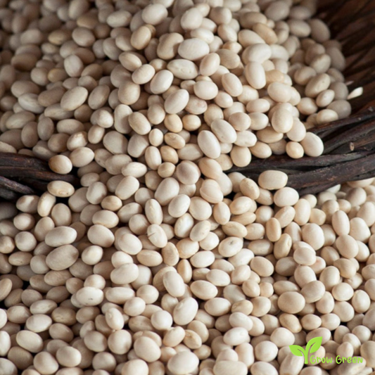 20 seeds of Mongeta Santa Pau Beans - PHASEOLUS VULGARIS - Fesols + Gift 5 seeds of Sunflower