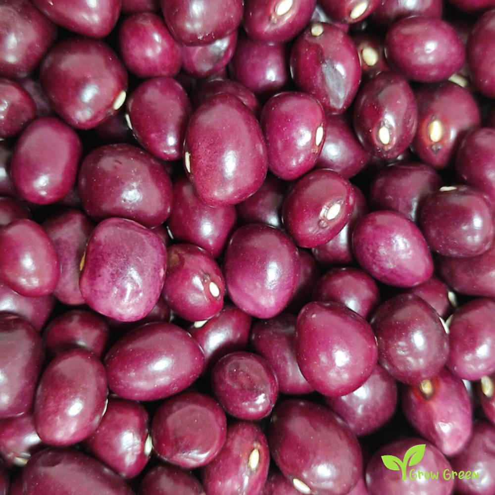 20 seeds of Mongeta Tolosana Roig Beans seeds - PHASEOLUS VULGARIS + Gift 5 seeds of Sunflower