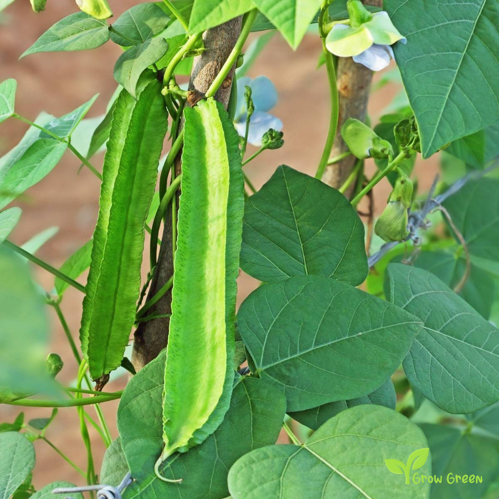 3 seeds of Winged Bean - PSOPHOCARPUS TETRAGONOLOBUS + Gift 5 seeds of Sunflower