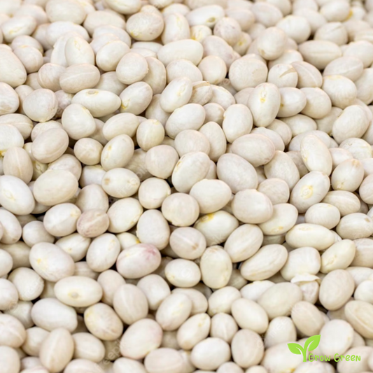 50 seeds of Ispir Bean - PHASEOLUS VULGARIS - Navy Bean + Gift 5 seeds of Sunflower