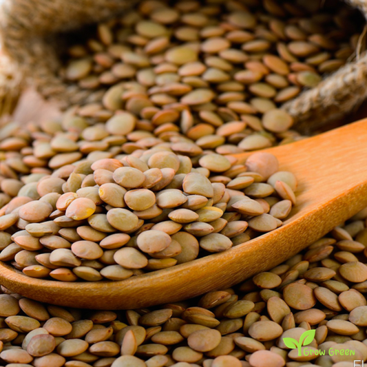 50 seeds of Lentils Altipiani Colfiorito - PHASEOLUS VULGARIS + Gift 5 seeds of Sunflower