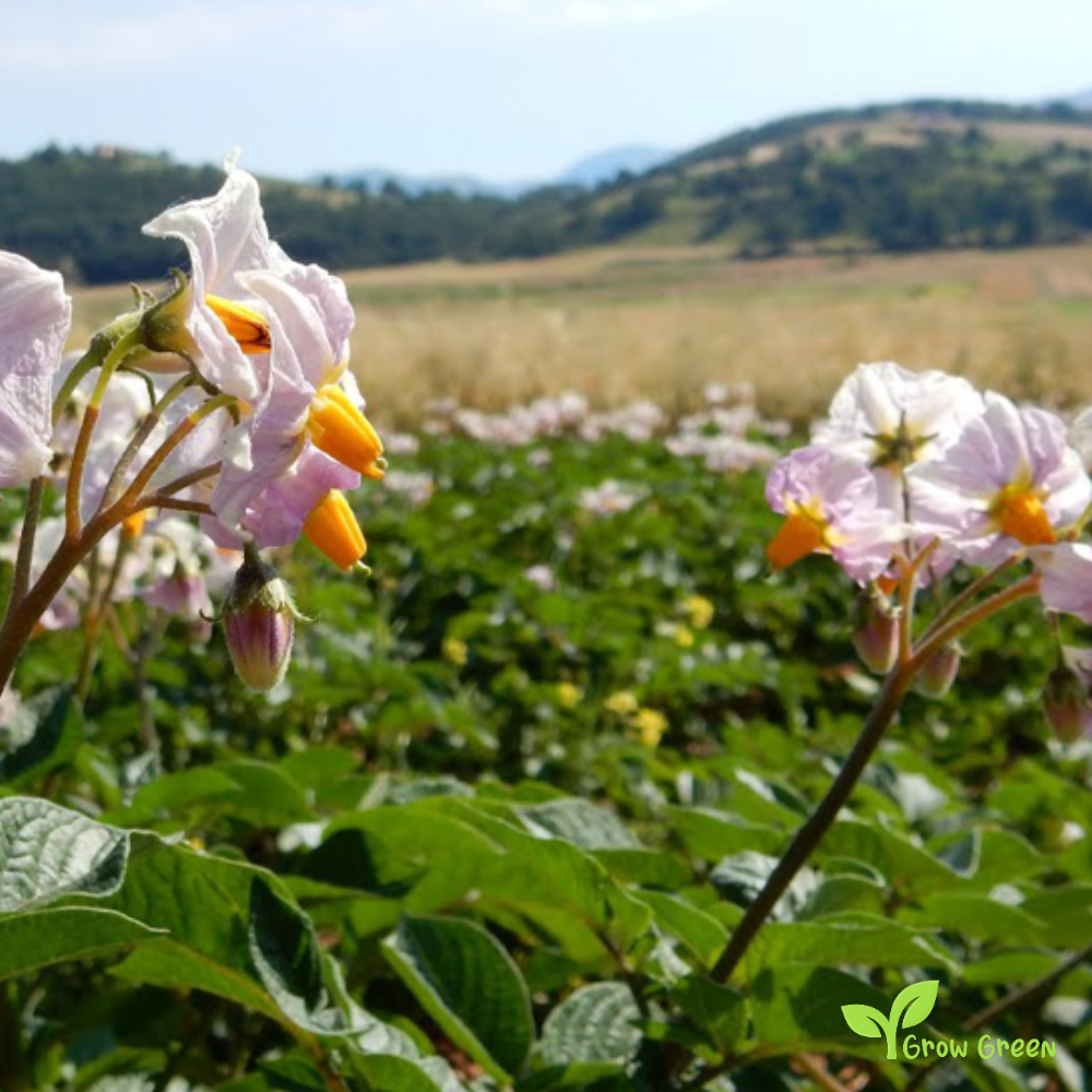 50 seeds of Lentils Altipiani Colfiorito - PHASEOLUS VULGARIS + Gift 5 seeds of Sunflower
