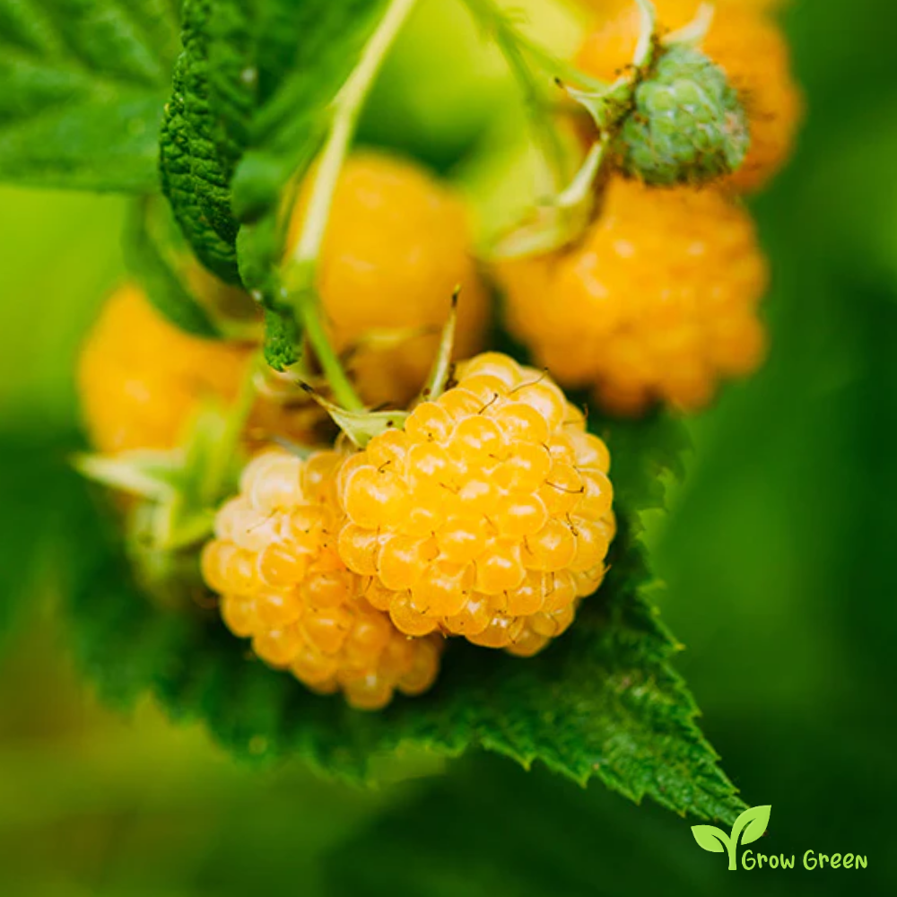 5 seeds of Yellow Raspberry - RUBUS IDAEUS + Gift 5 seeds of Sunflower