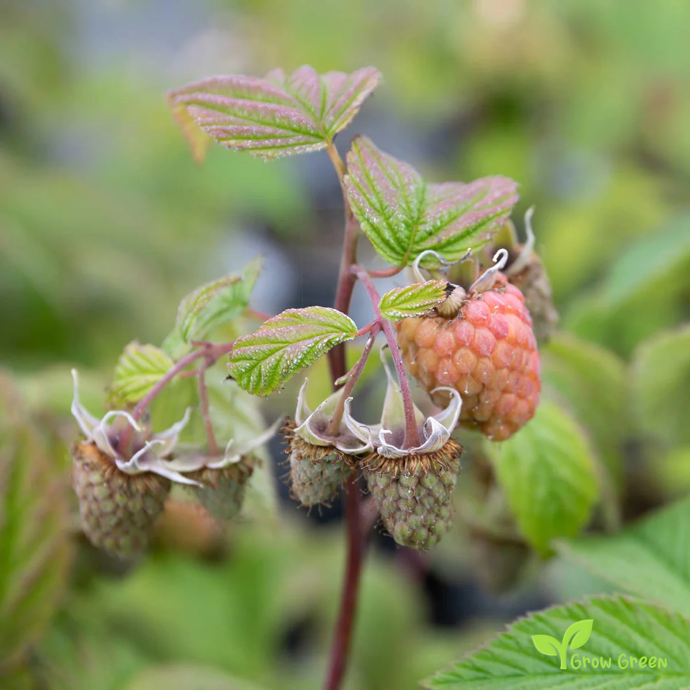 5 seeds of Pink Raspberry - RUBUS IDAEUS + Gift 5 seeds of Sunflower
