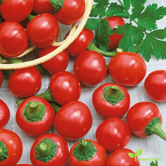 10 seeds of Coccinella Chilli Pepper - CAPSICUM ANNUUM + Gift 5 seeds of Sunflower