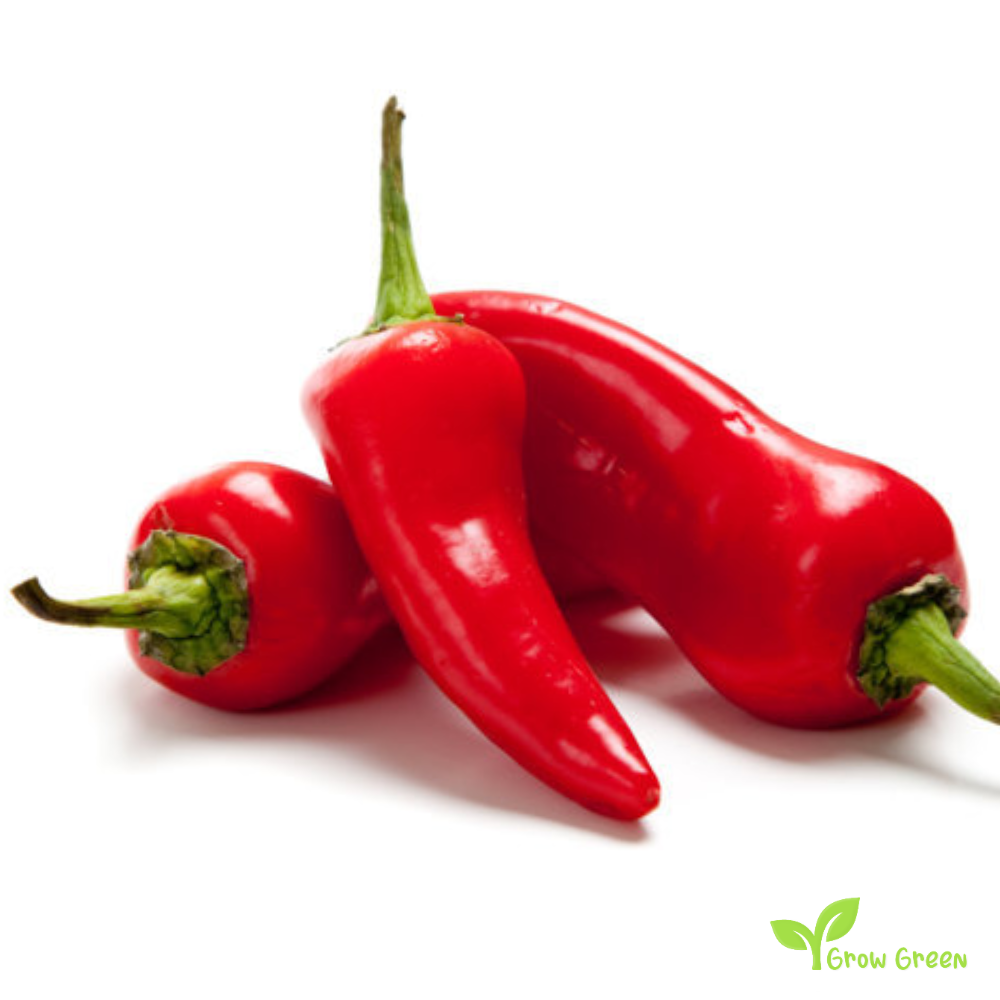 10 seeds of Mechico Chilli Pepper - CAPSICUM ANNUUM + Gift 5 seeds of Sunflower