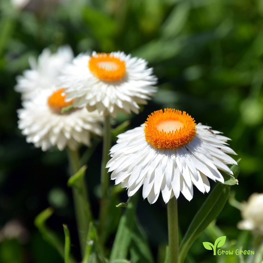 30 seeds of White Strawflower - XEROCHRYSUM BRACTEATUM + Gift 5 seeds of Sunflower