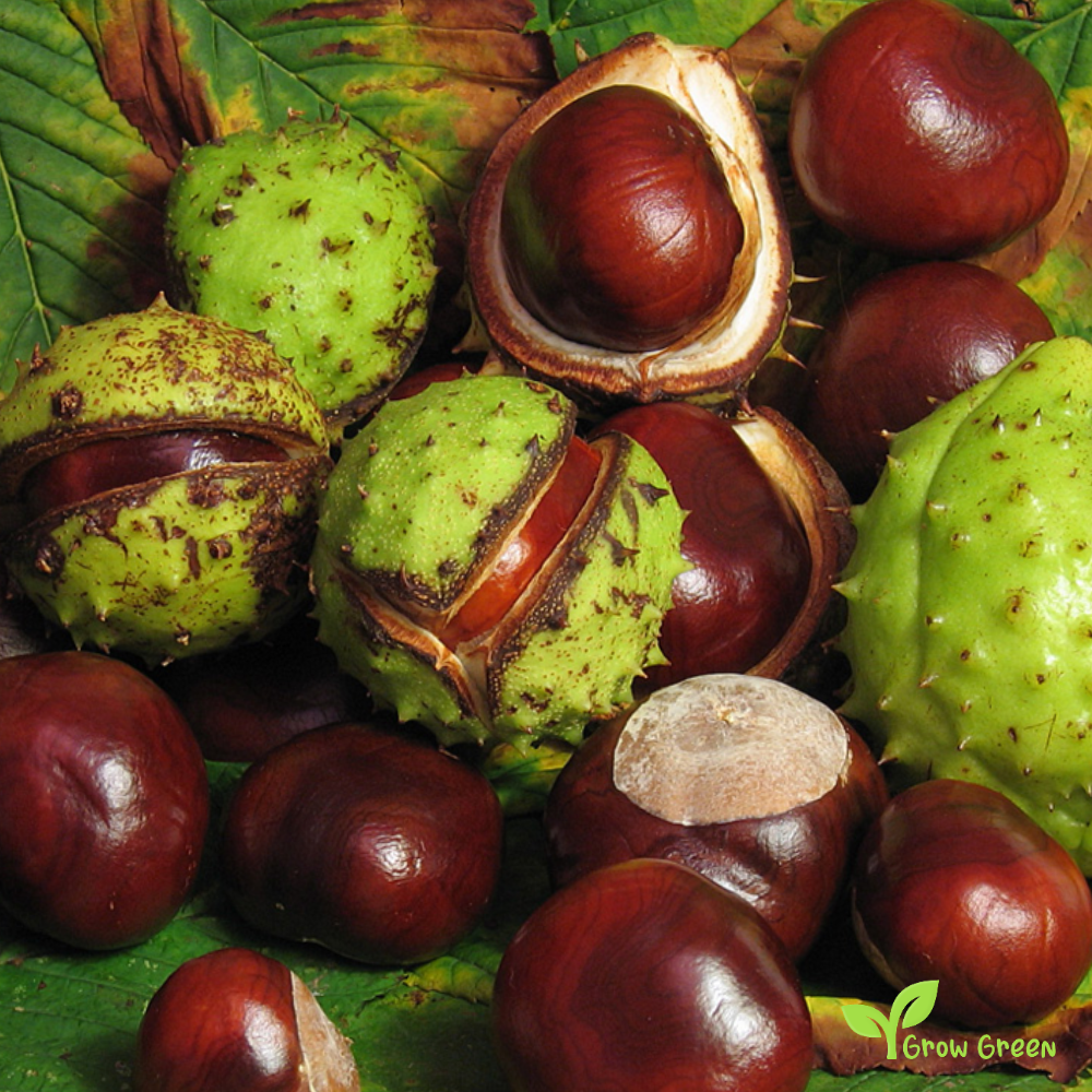 5 seeds Horse Chestnut - AESCULUS HIPPOCASTANUM + Gift 5 seeds Sunflower