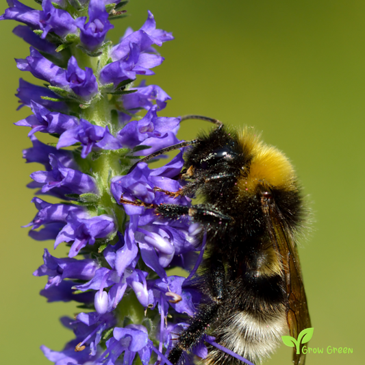 30 seeds of Veronica Spicata - PSEUDOLYSIMACHION SPICATUM Speedwill + Gift 5 seeds of Sunflower